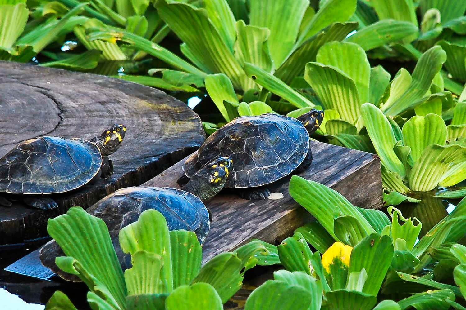AMAZONAS 20_selva galeria_CSC_0402.jpg